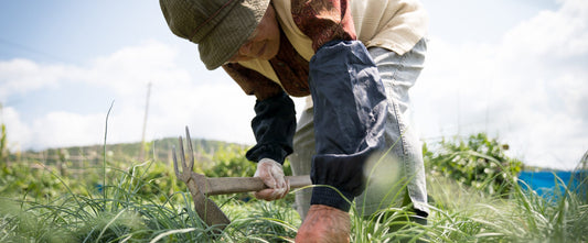 Dispatch from Okinawa: What the World’s Longest-Lived Women Eat