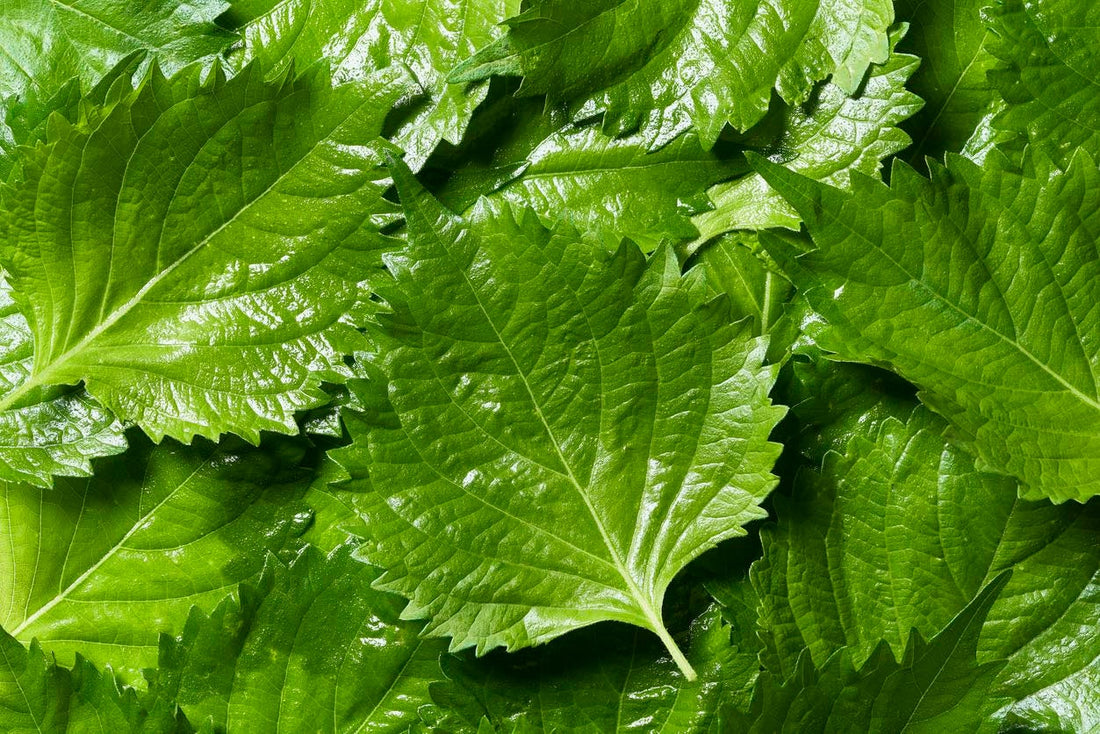 Meet Shiso, the Japanese Herb That Tastes Like Summer