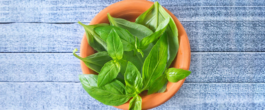 Ingredient IQ: Basil