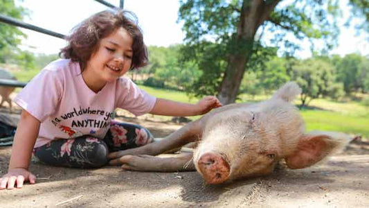 The Best Animal Sanctuaries to Visit for Nose-to-Snout Experiences