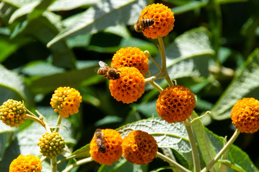 Attract Bees, Butterflies, and Other Pollinators to Your Yard with These Expert Tips