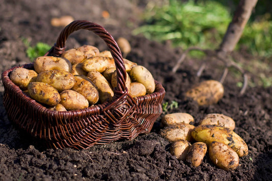 Animal Agriculture, Hunger, and How to Feed a Growing Global Population: Part Two of Two